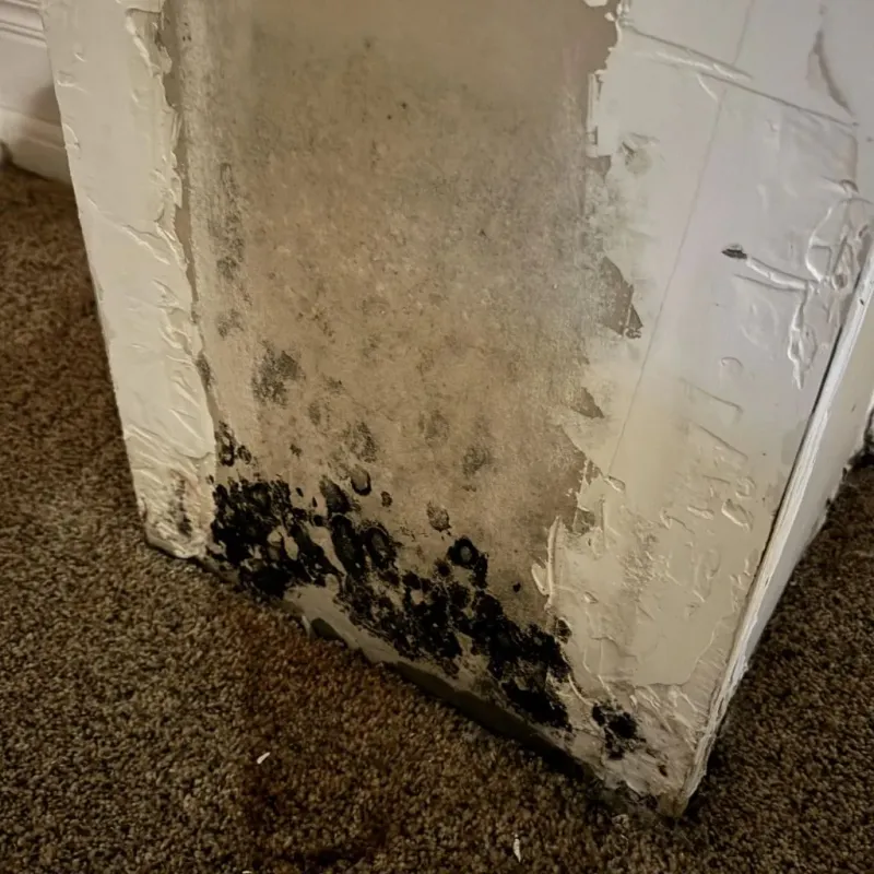 Professional Mold Removal in Oak Ridge, NC